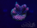 WYSIWYG Acropora 15T1 Mariculture acclimaté led