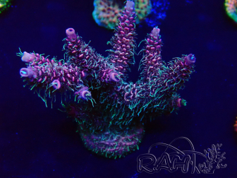 WYSIWYG Acropora Mariculture acclimated LED