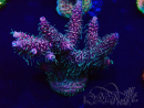 WYSIWYG Acropora Maricoltura acclimatata a LED