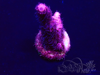 WYSIWYG Acropora Mariculture acclimated LED
