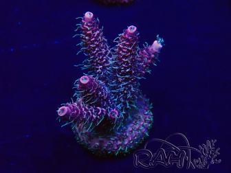 WYSIWYG Acropora Mariculture acclimated LED
