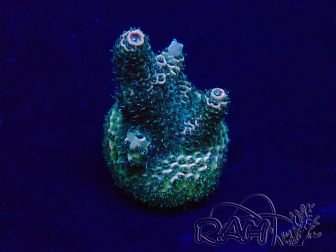 WYSIWYG Acropora Maricultura aclimatada LED