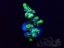 WYSIWYG Acropora Maricultuur geacclimatiseerd LED