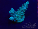 WYSIWYG Acropora Mariculture acclimated LED
