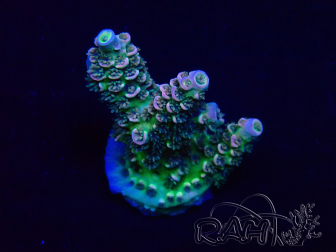 WYSIWYG Acropora Mariculture acclimated LED