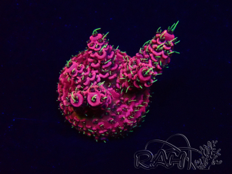 WYSIWYG Acropora Maricoltura acclimatata a LED