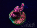 WYSIWYG Acropora Mariculture acclimated LED