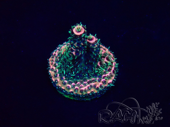 WYSIWYG Acropora Maricultuur geacclimatiseerd LED