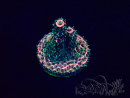 WYSIWYG Acropora Mariculture acclimated LED