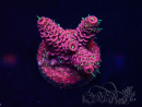WYSIWYG Acropora millepora 15M1 Mariculture acclimaté led