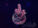 WYSIWYG Acropora acclimaté led