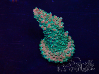 WYSIWYG Acropora acclimaté led