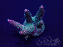 WYSIWYG Acropora Australien akklimatisiert LED
