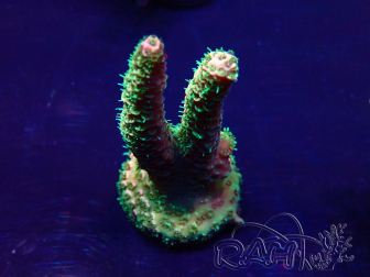 WYSIWYG Acropora Australie acclimaté led