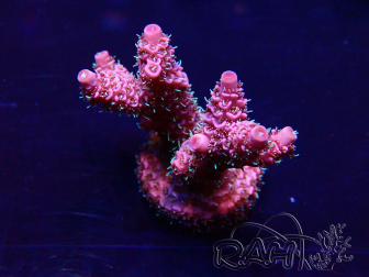 WYSIWYG Acropora Mariculture acclimated LED