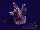 WYSIWYG Acropora millepora 15M8 Mariculture acclimaté led