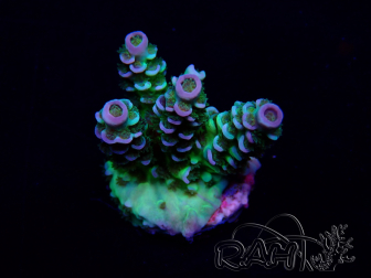WYSIWYG Acropora Maricultured acclimated LED