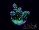 WYSIWYG Acropora Marikultur akklimatisiert LED