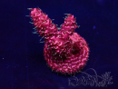 WYSIWYG Acropora Mariculture acclimated LED