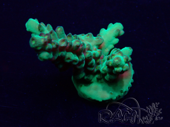 WYSIWYG Acropora Mariculture acclimaté led