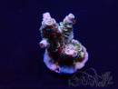 WYSIWYG Acropora Marikultur akklimatisiert LED