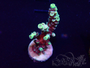 WYSIWYG Acropora Mariculture acclimated LED
