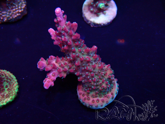 WYSIWYG Acropora 15N4 Mariculture acclimaté led