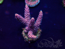 WYSIWYG Acropora akklimatisiert LED