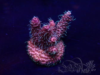 WYSIWYG Acropora  acclimaté led
