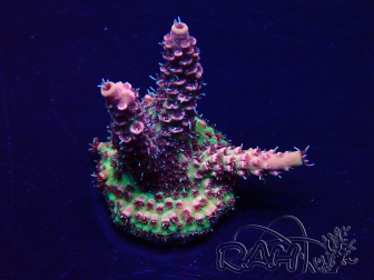 WYSIWYG Acropora Australie acclimaté led