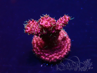 WYSIWYG Acropora Mariculture acclimaté led