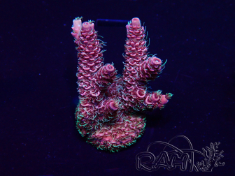 WYSIWYG Acropora Mariculture acclimated LED