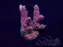 WYSIWYG Acropora Mariculture acclimated LED