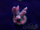 WYSIWYG Acropora Maricultura aclimatada LED