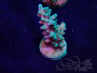 WYSIWYG Acropora Maricultuur geacclimatiseerd LED