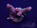 WYSIWYG Acropora Maricoltura Acclimatata led