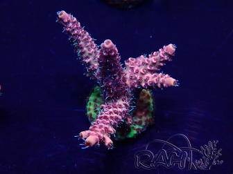 WYSIWYG Acropora Australien akklimatisiert LED