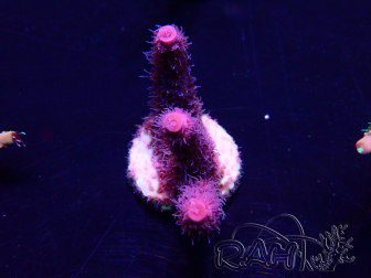 WYSIWYG Acropora millepora Mariculture Acclimaté led