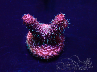 WYSIWYG Acropora Acclimated LED