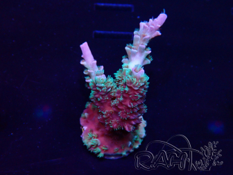 WYSIWYG Acropora  Acclimaté led