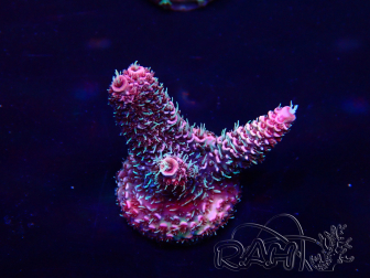 WYSIWYG Acropora millepora 15O6 Mariculture Acclimaté led