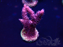 WYSIWYG Acropora 15O7 Mariculture acclimaté led