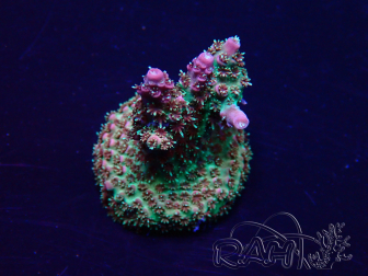WYSIWYG Acropora acclimaté led