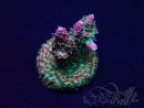 WYSIWYG Acropora acclimaté led