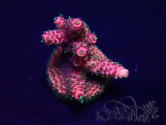 WYSIWYG Acropora Mariculture Acclimaté led