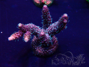 WYSIWYG Acropora millepora 15O10 Mariculture Acclimaté led