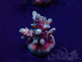 WYSIWYG Acropora Mariculture acclimated LED