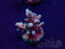 WYSIWYG Acropora Maricultuur geacclimatiseerd LED