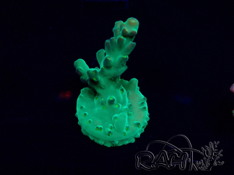 WYSIWYG Acropora Mariculture acclimated LED