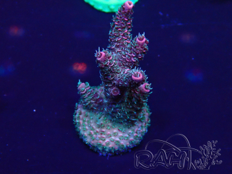 WYSIWYG Acropora  Mariculture acclimated LED